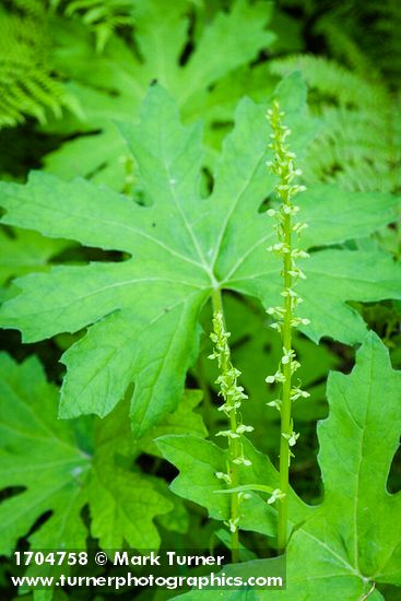 Platanthera stricta