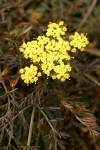 Spring Gold 