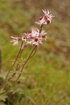 Smooth Prairie Stars