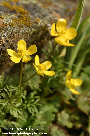 Ranunculus triternatus (R. reconditus)