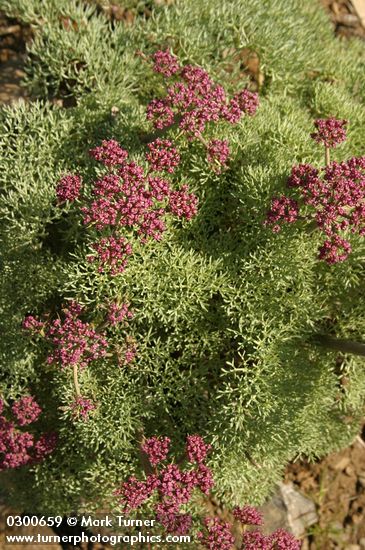 Lomatium columbianum