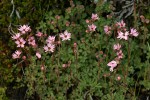 Smooth Prairie Stars