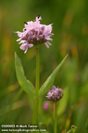 Plectritis congesta