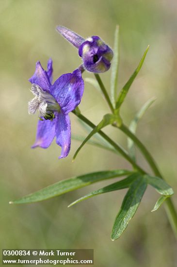 Delphinium nuttallianum