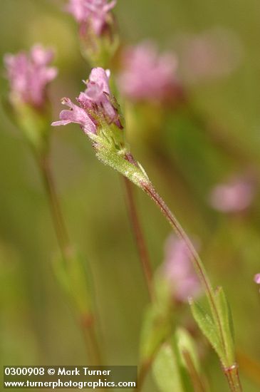 Plectritis ciliosa