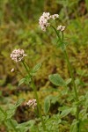 Scouler's Heliotrope
