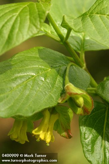 Lonicera involucrata