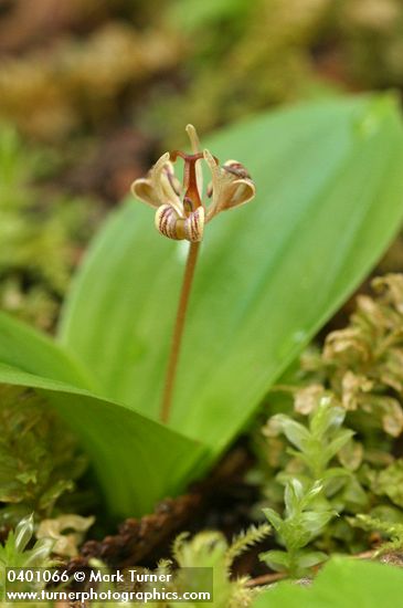 Scoliopus hallii