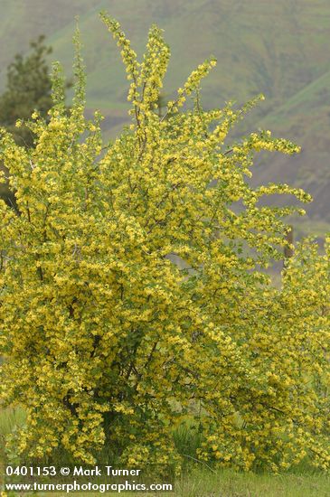 Ribes aureum