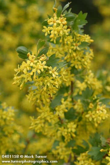 Ribes aureum