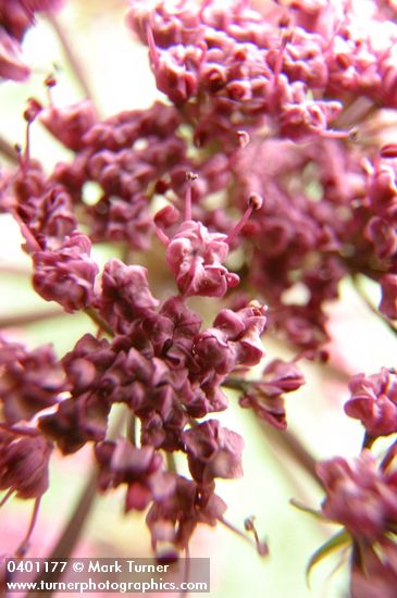 Lomatium columbianum