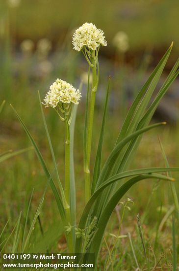 Zigadenus venenosus