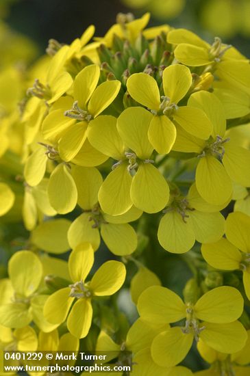 Erysimum occidentale