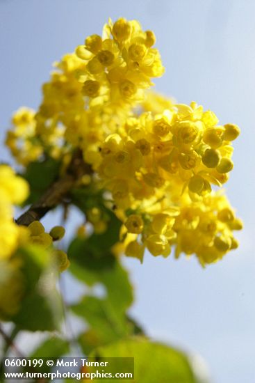 Mahonia (Berberis) aquifolium