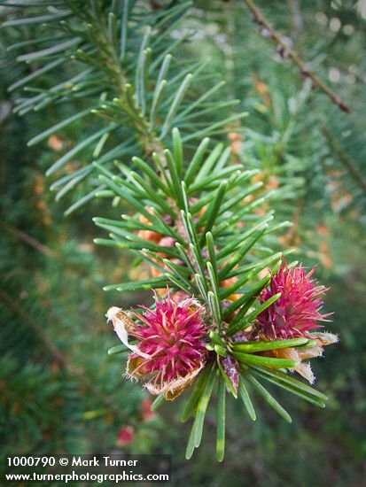 Pseudotsuga menziesii
