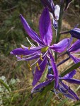 Common Camas blossom detail