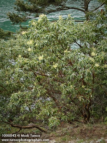 Arbutus menziesii