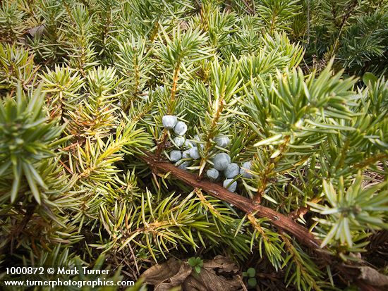 Juniperus communis