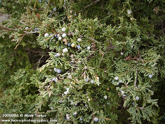 Juniperus maritima