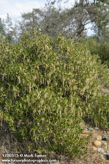 Garrya buxifolia