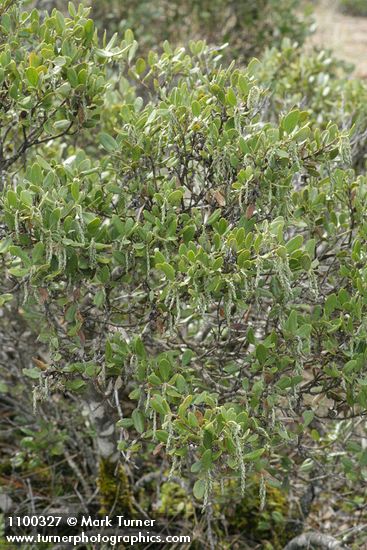 Garrya buxifolia