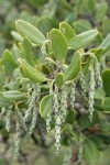 Dwarf Silktassel (female) blossoms & foliage