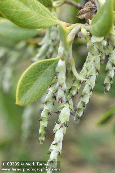 Garrya buxifolia