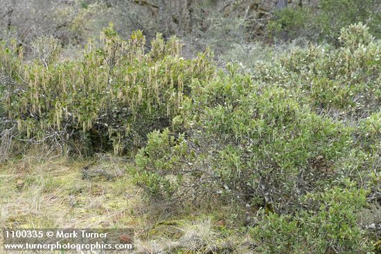 Garrya buxifolia