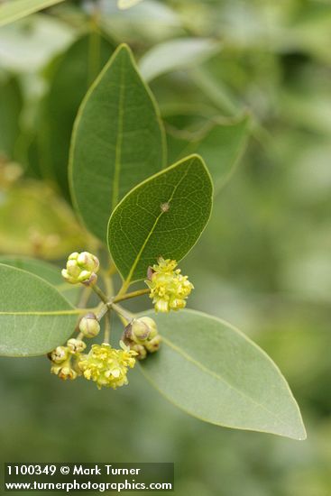 Umbellularia californica