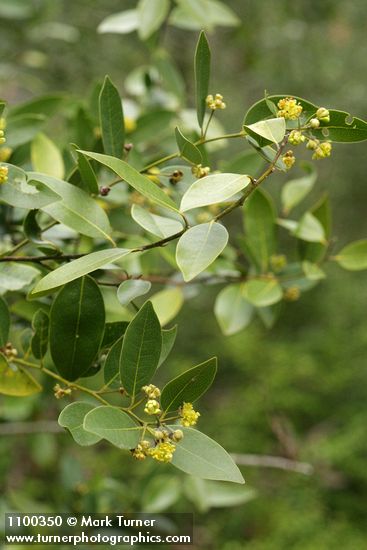 Umbellularia californica