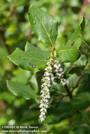 Garrya elliptica