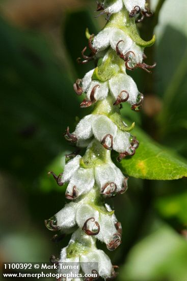 Garrya elliptica