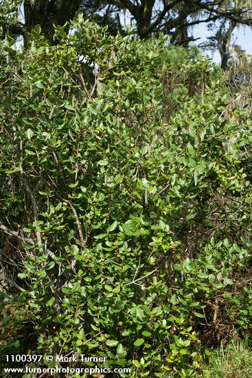 Garrya elliptica