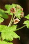 Trailing Black Currant blossoms & foliage detail