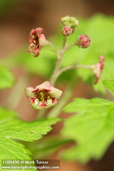 Ribes laxiflorum