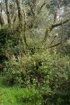Trailing Black Currant at base of Red Alder