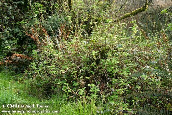 Ribes laxiflorum