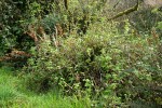 Trailing Black Currant