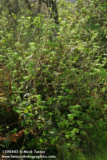 Ribes laxiflorum