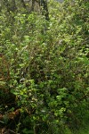 Trailing Black Currant