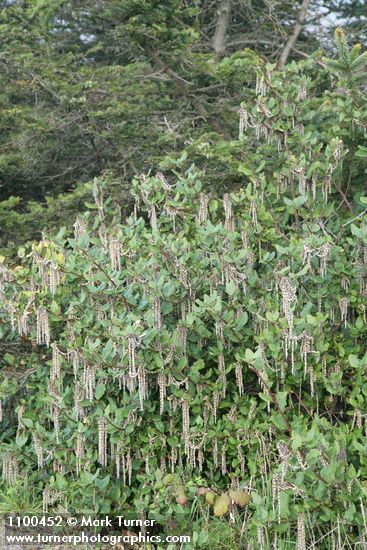 Garrya elliptica