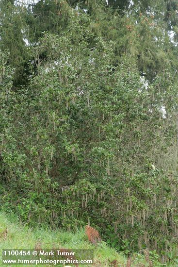 Garrya elliptica