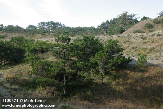 Pinus contorta var. contorta