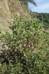 Green Manzanita