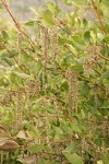 Fremont's Silk Tassel (male) blossoms & foliage