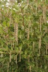 Fremont's Silk Tassel (male) blossoms & foliage