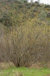 Arroyo Willow (male)