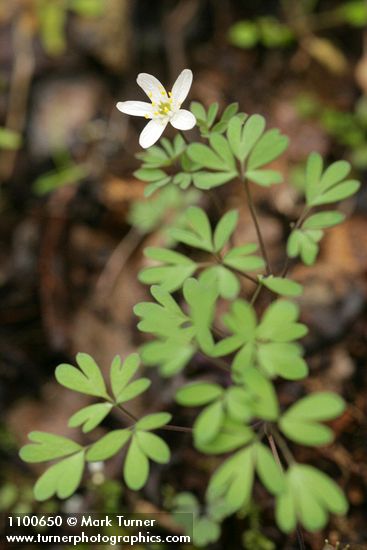 Enemion stipitatum