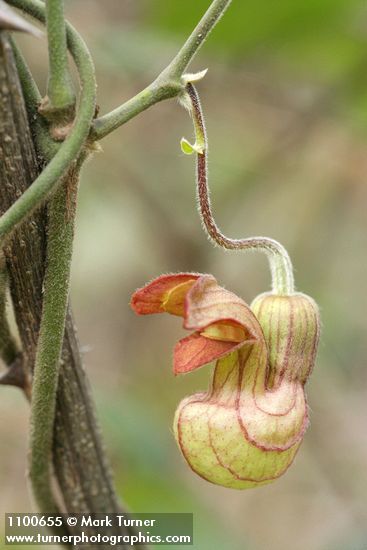 Aristolochia californica