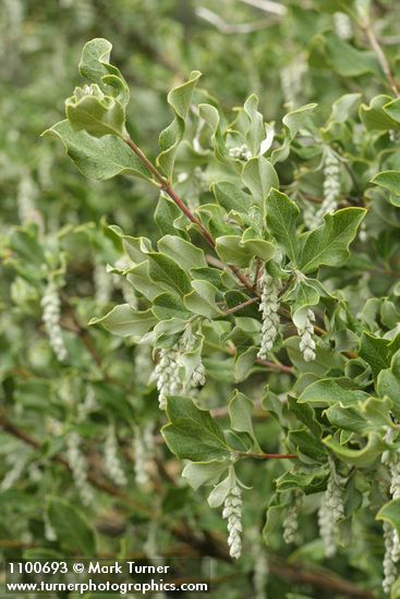 Garrya congdonii